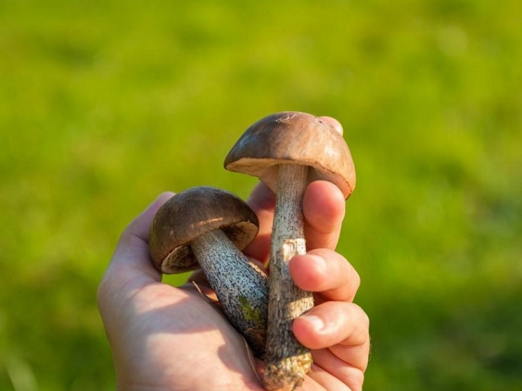 Intossicazione da funghi velenosi in agguato con l'arrivo dell'autunno: ecco i consigli per un consumo sicuro e i miti da sfatare