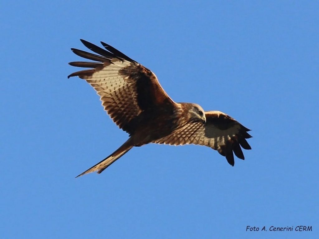 Il nibbio reale torna in Aspromonte