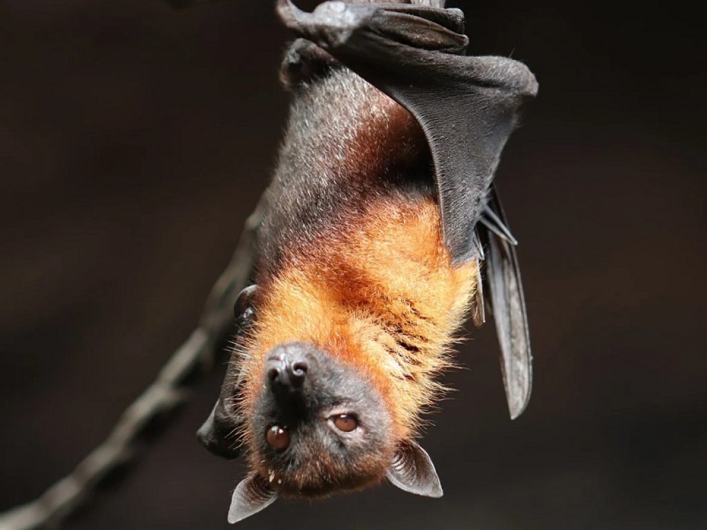 Bat Appreciation Day: oggi è la giornata dedicata ai pipistrelli. Questi mammiferi straordinari sono essenziali per la tutela dell'ambiente