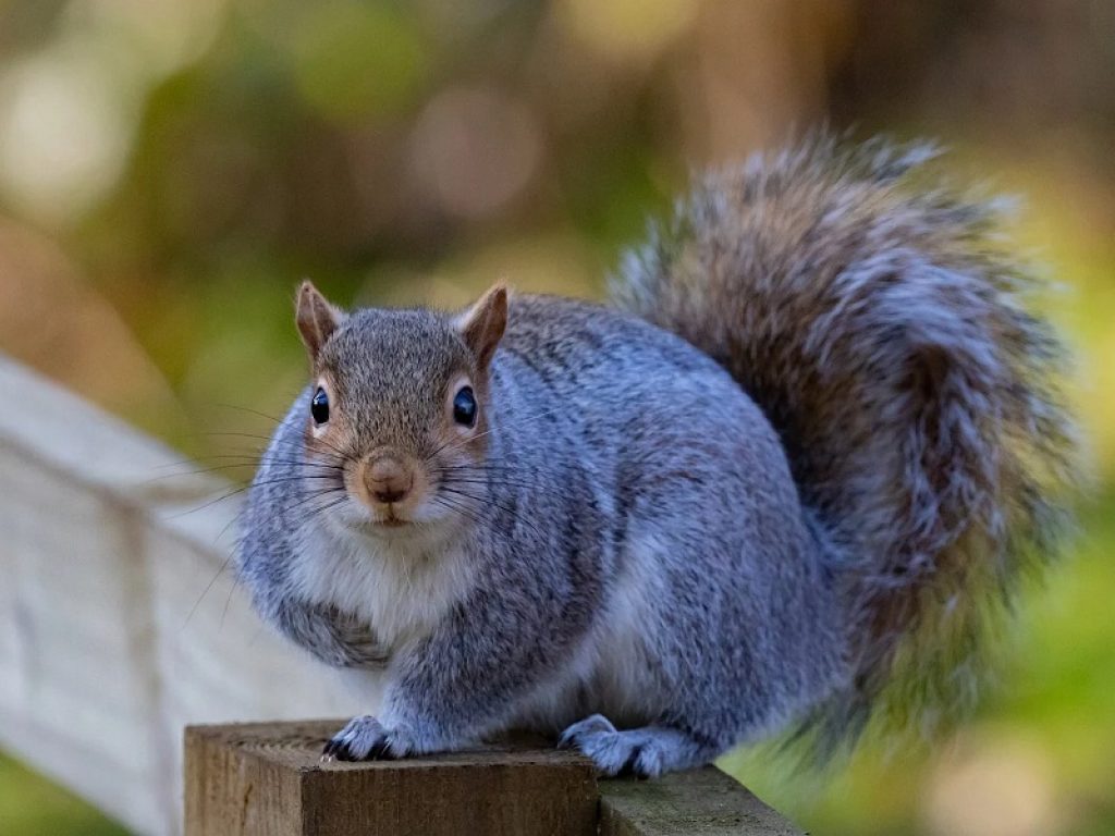 Emilia-Romagna: scoiattoli grigi gasati, furia animalista