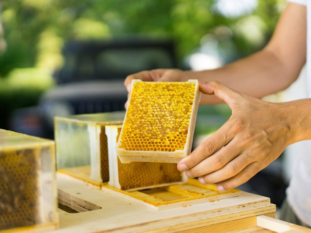 Natale 2021, anche il regalo in azienda è sostenibile: tra i più gettonati c'è l'adozione di un alveare grazie alla startup innovativa Beeing