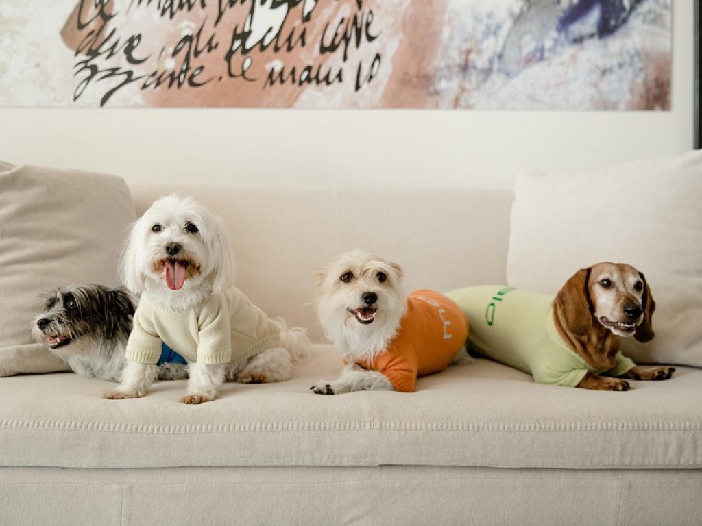 Nasce MOG, la linea di MALO for Dog in puro cashmere