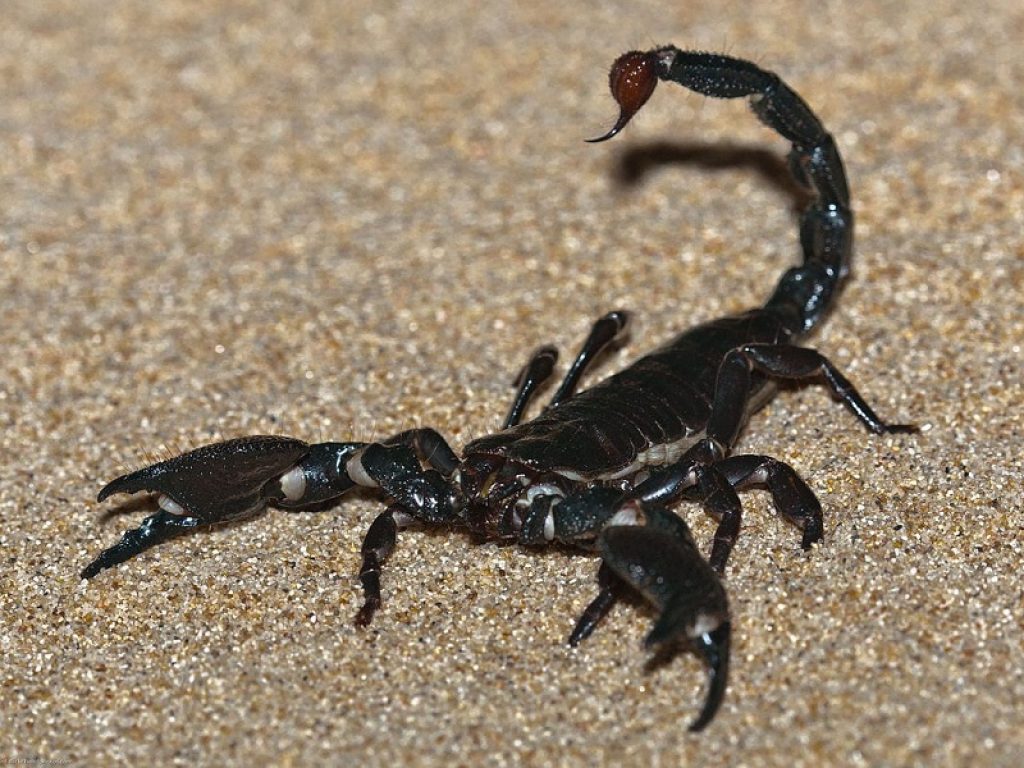 scorpioni velenosi