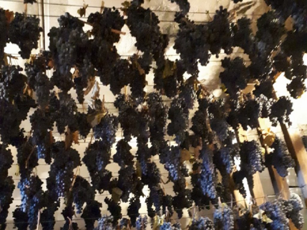 vernaccia serrapetrona