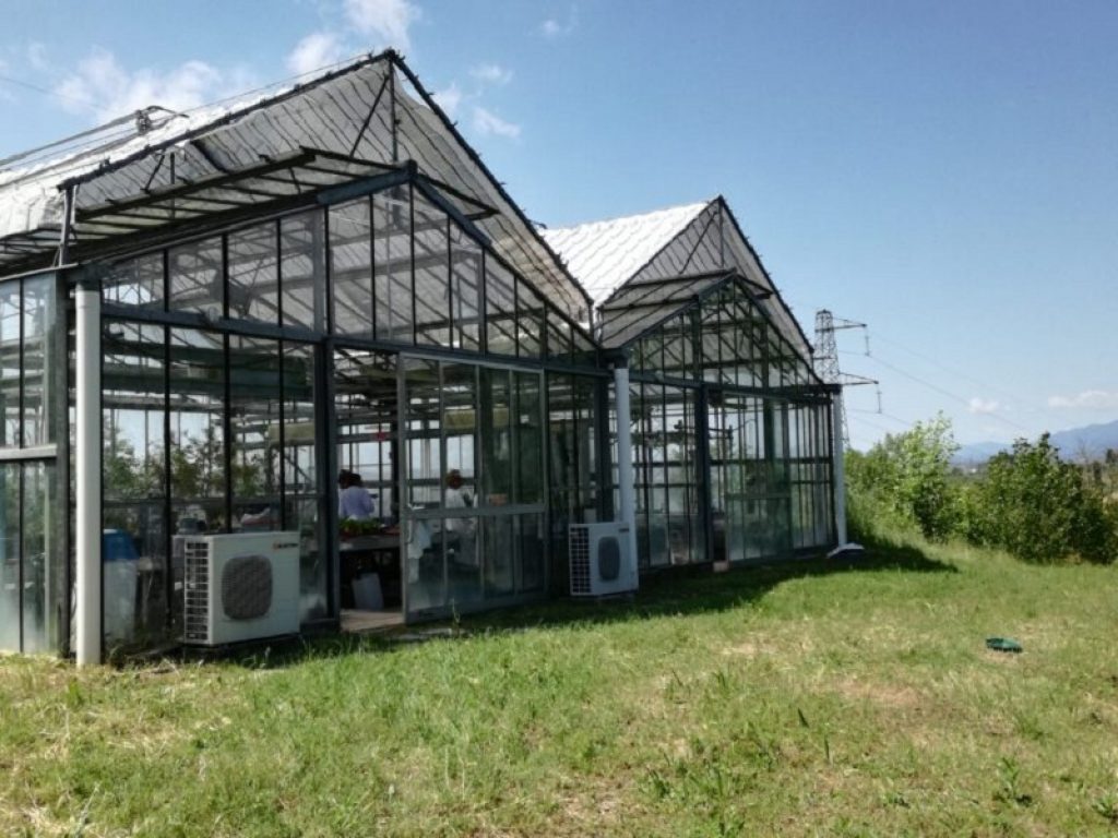 biochar latium