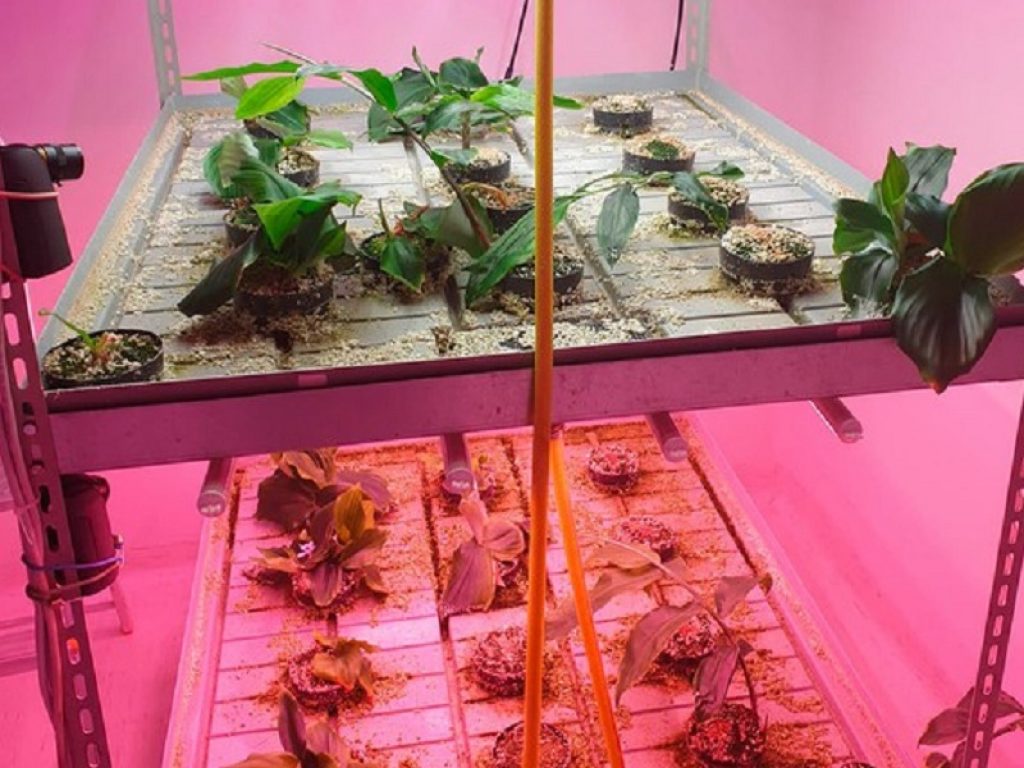 ENEA e Arterra Bioscience nel team internazionale di ricerca impegnato nello sviluppo di una nuova generazione di cosmetici sicuri e di qualità da piante e scarti agricoli