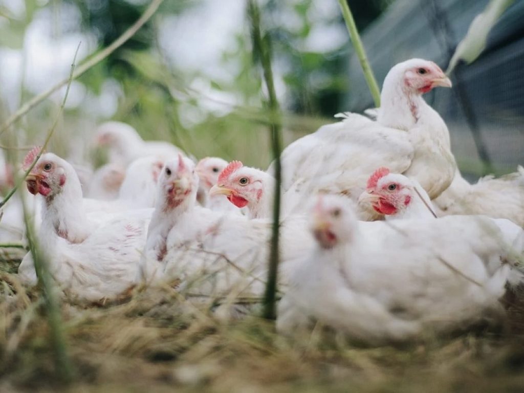 Accertato un caso di influenza aviaria in un allevamento di Ostia. Adottate misure straordinarie: istituita una zona di protezione con raggio di 3 Km dal focolaio