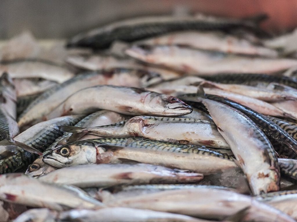 Da Oceanus "Una Ricetta per Salvare il Mare"