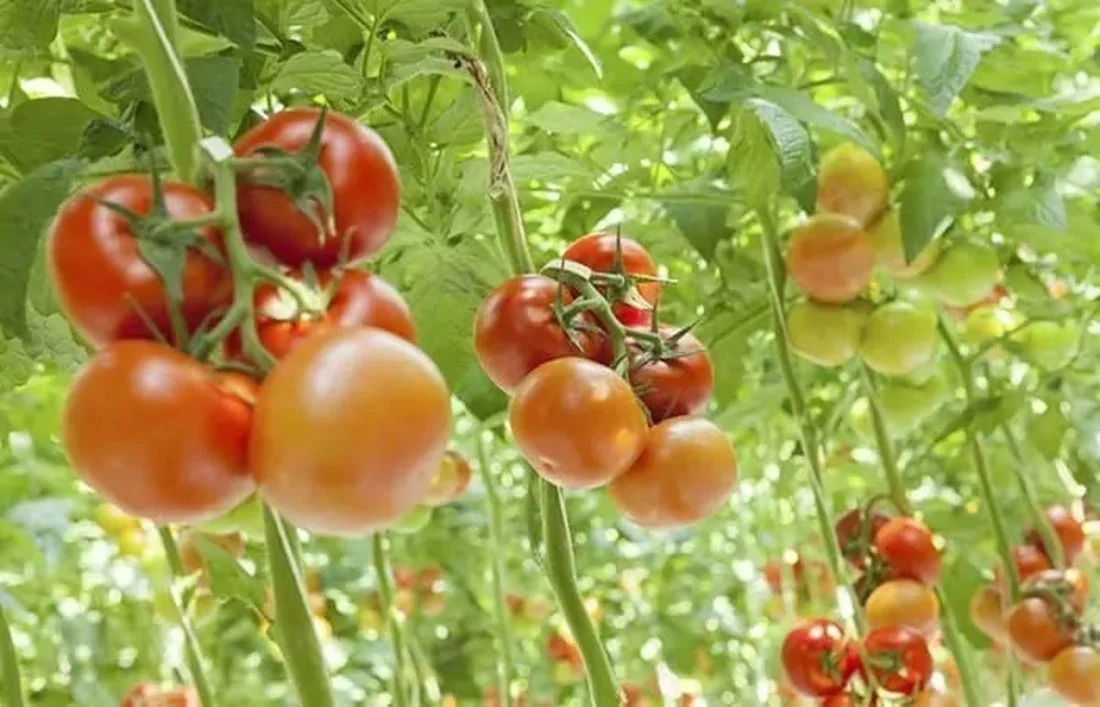 Serre hi-tech e sostenibili per produrre pomodori italiani tutto l’anno: il progetto Fri-El Green House nell'area industriale di Ostellato (Ferrara)