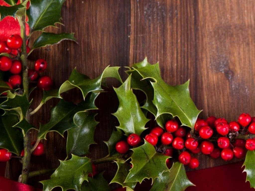 Vischio, agrifoglio e stelle di Natale possono essere pericolose per i bambini ma anche per gli animali domestici: attenzione al rischio intossicazione