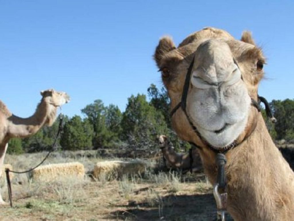 Cammelli con il botox squalificati da concorso di bellezza