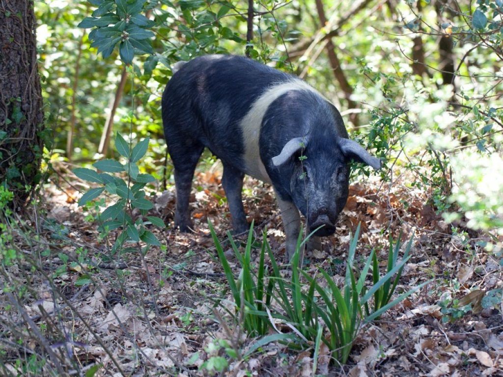 allevatori di suini cinta senese
