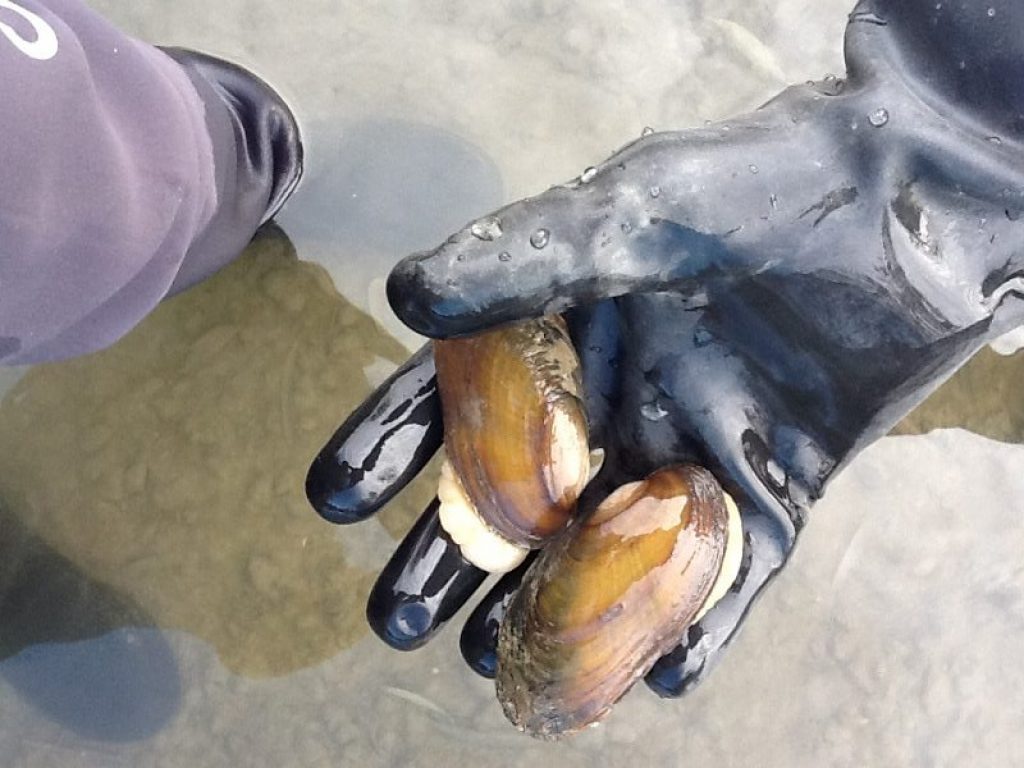 In Italia si sono estinte le cozze di acqua dolce