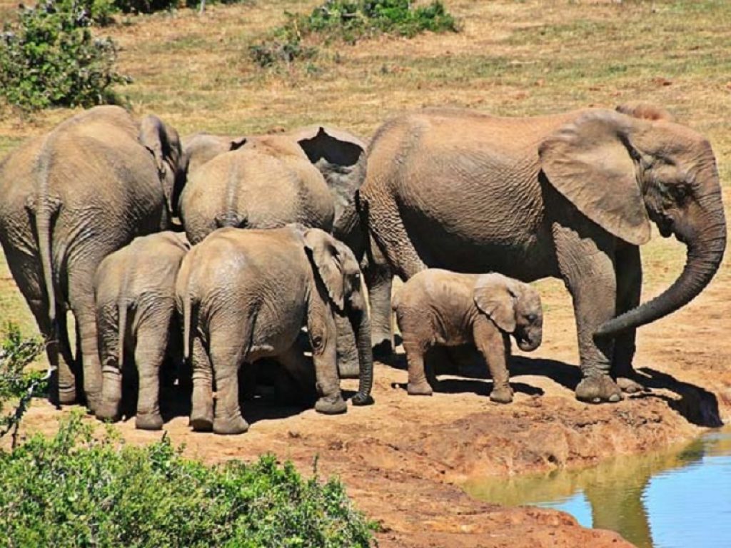 In Gabon un’assise nazionale per superare il conflitto tra contadini ed elefanti: dal 2016 sono stati registrati 9mila reclami relativi ad aggressioni e distruzioni dei raccolti
