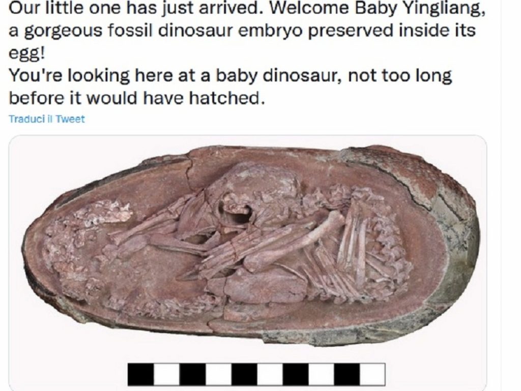 Baby Yingliang: dalla Cina la storia dell’embrione di dinosauro