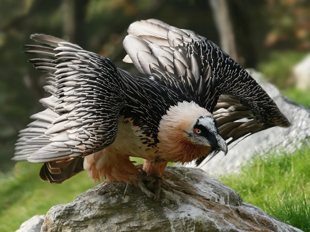 Nella Valle di Cogne una zona protetta per il gipeto