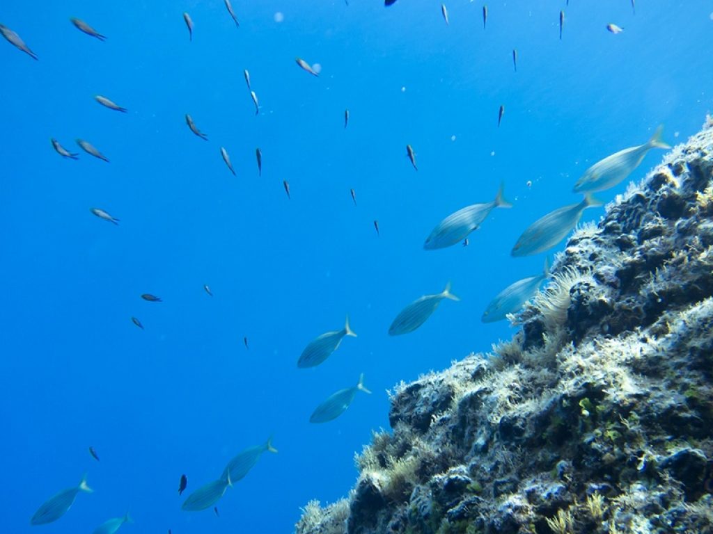 MiTe e Ispra insieme per il ripristino dei fondali marini