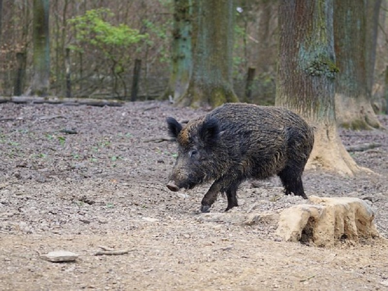 peste suina africana