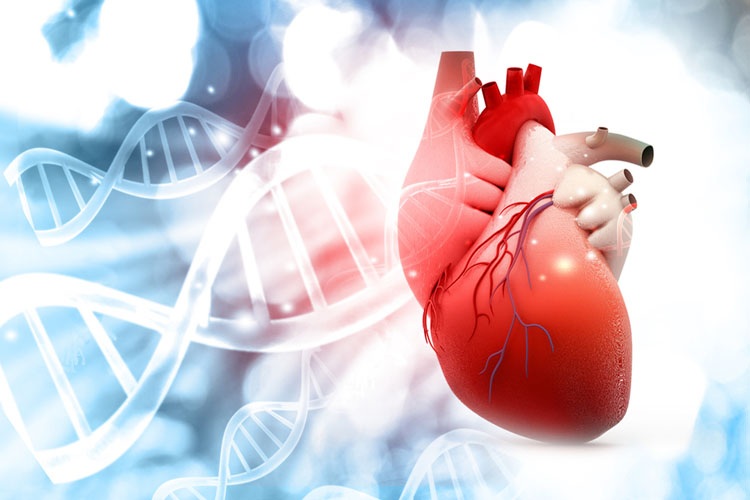 Malattie cardiache congenite: nuova dichiarazione scientifica dell'American Heart Association (AHA) pubblicata online sul "Journal of American Heart Association"