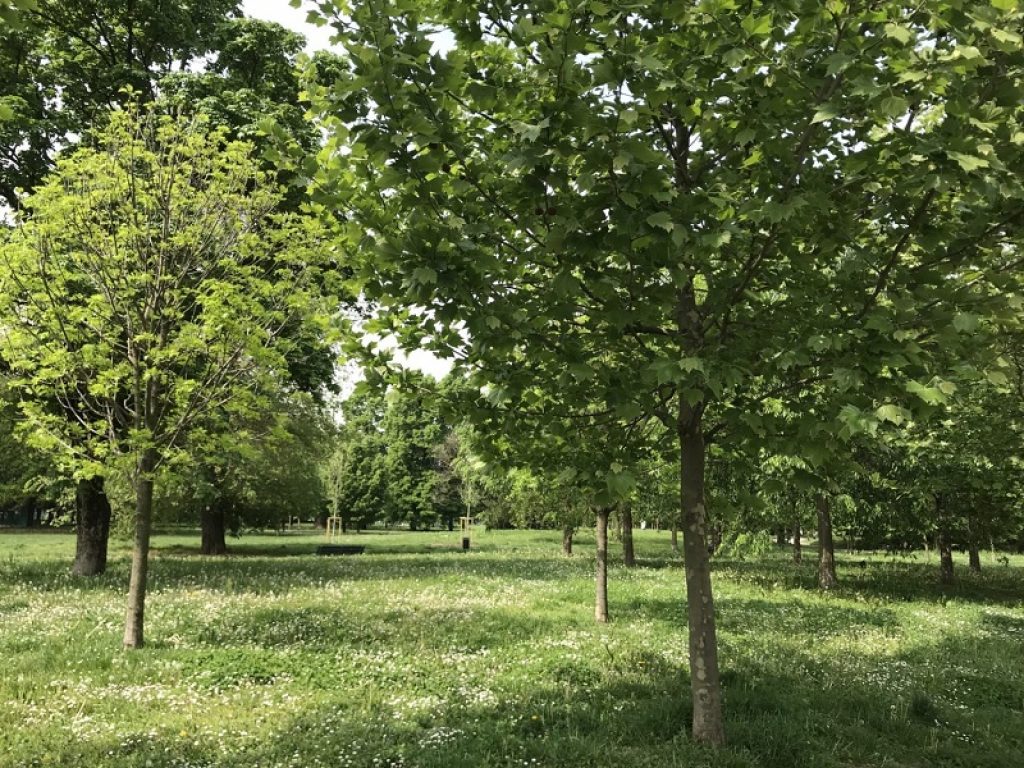 Nella foresta urbana di Padova 10mila nuovi alberi