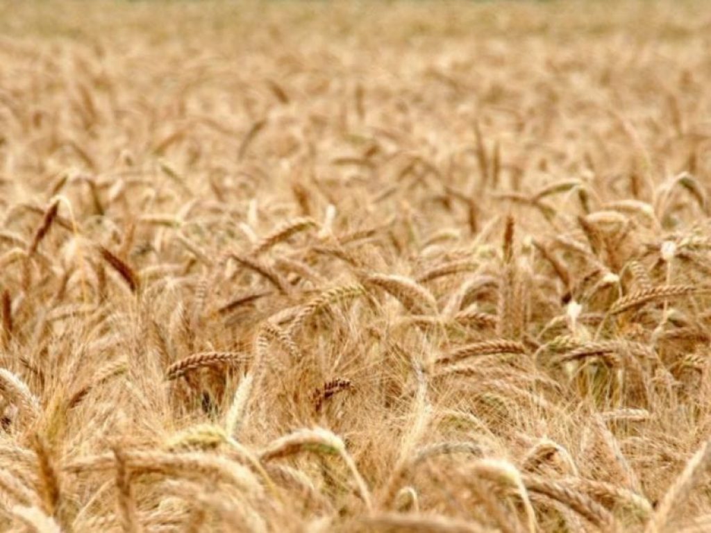 grano export grani antichi