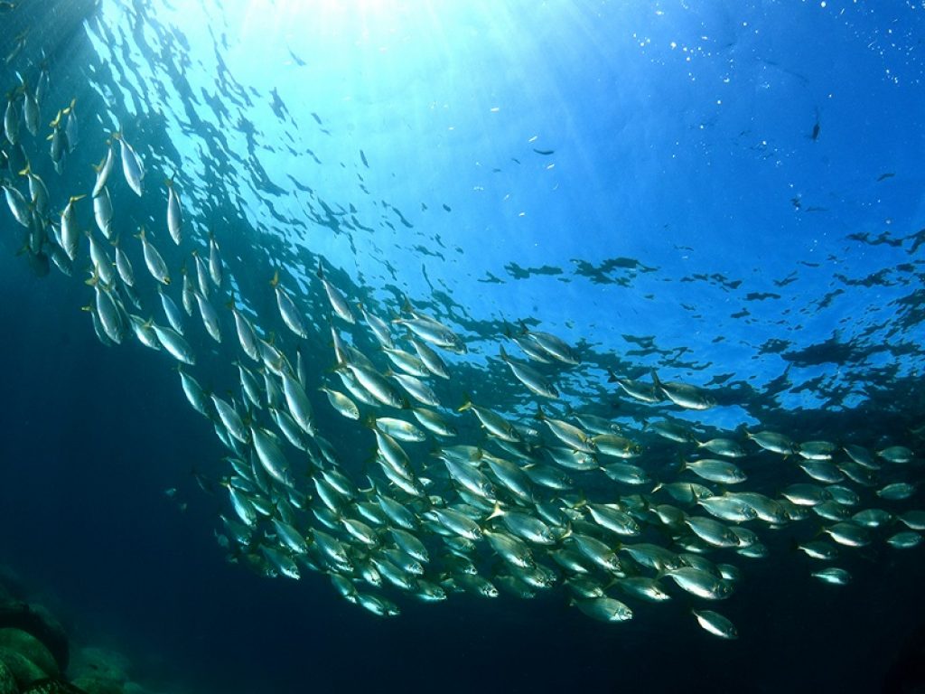 pesci pesca imballaggi stock ittici