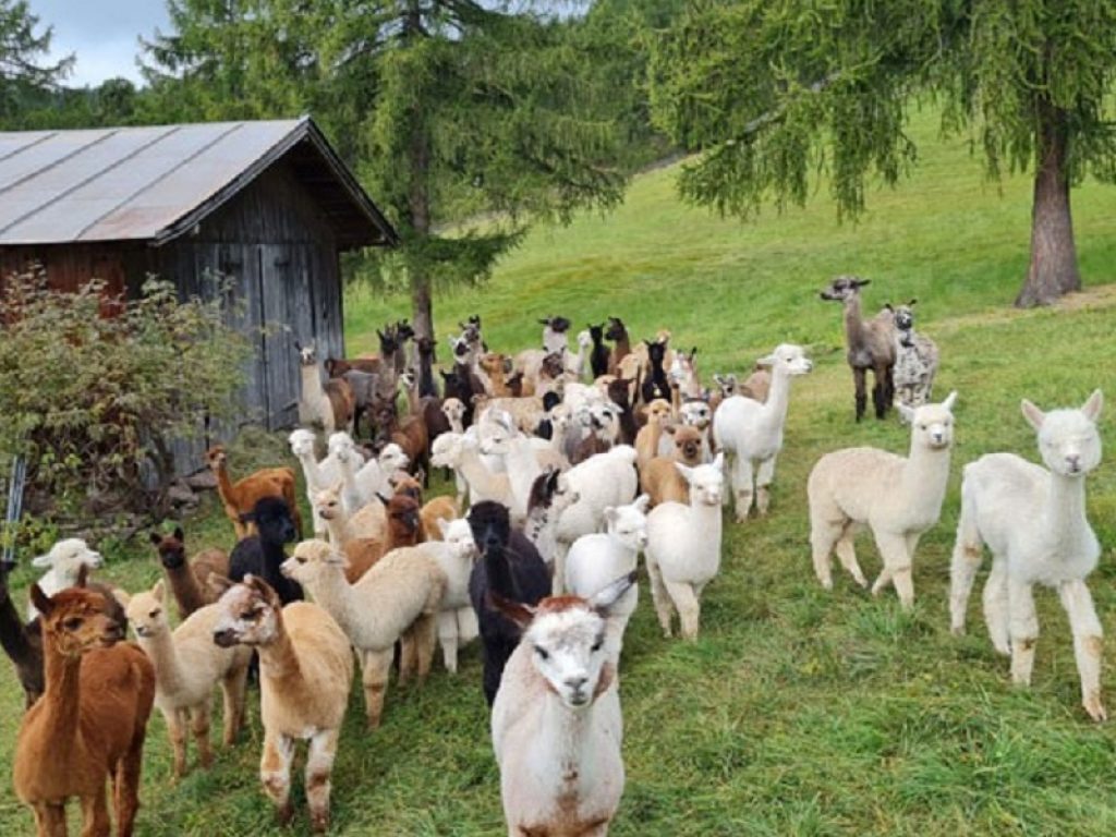 Moda: il piumino d'alpaca insidia quello d'oca