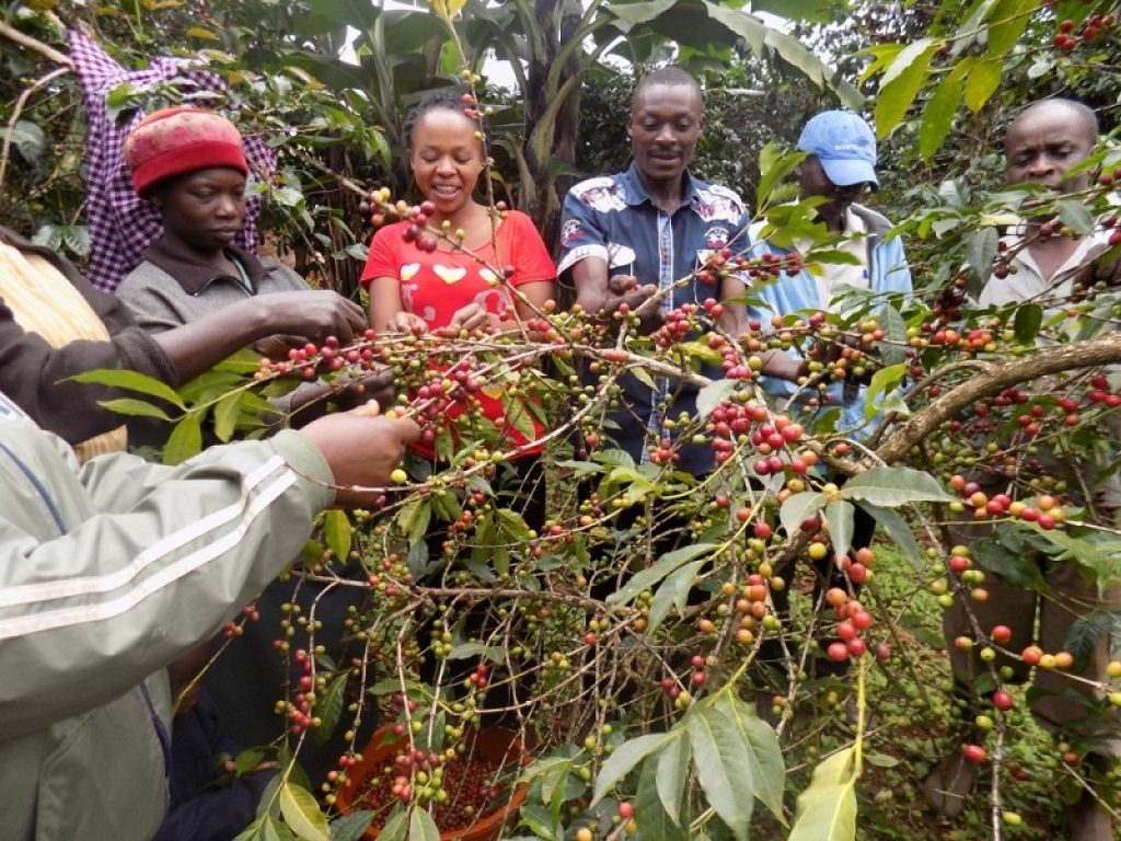 FattorMia porta in Italia il caffè sostenibile dell'Uganda