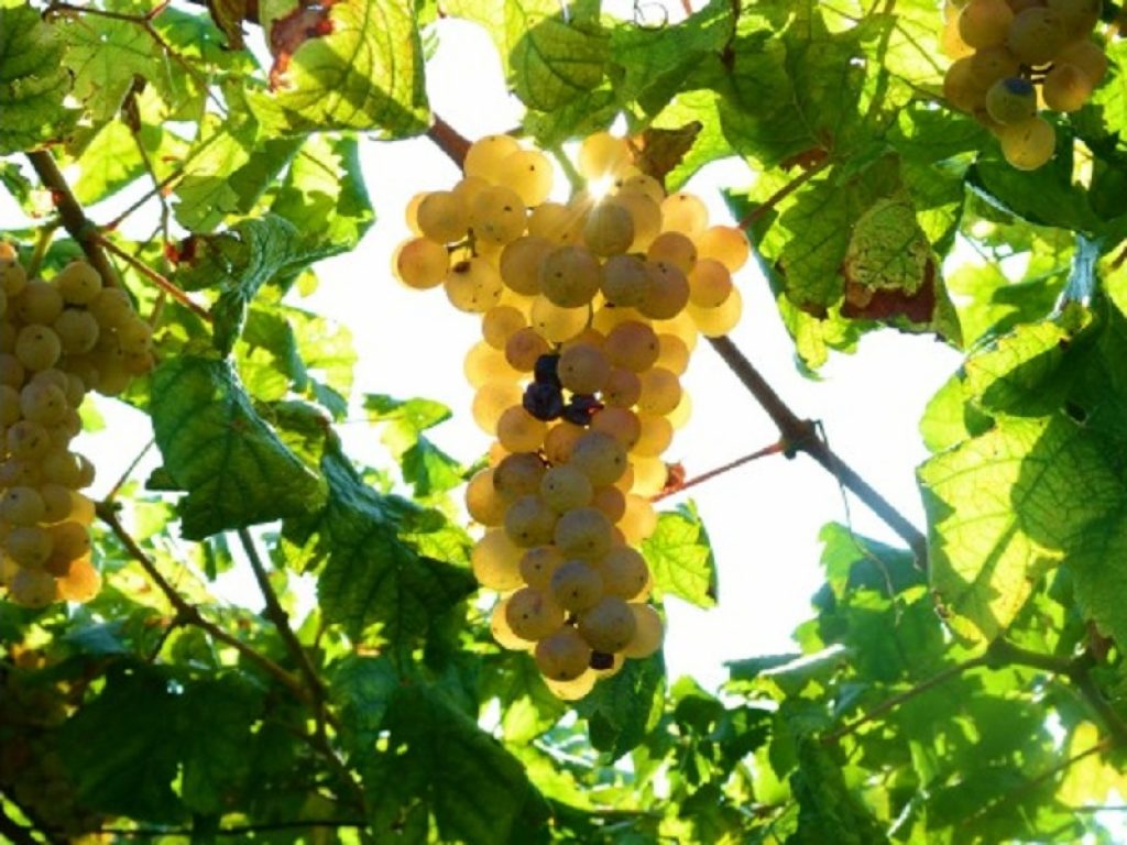 L'Erbaluce di Caluso, denominazione di origine controllata e garantita, è passata da 128 ettari del 2000 a 227 ettari