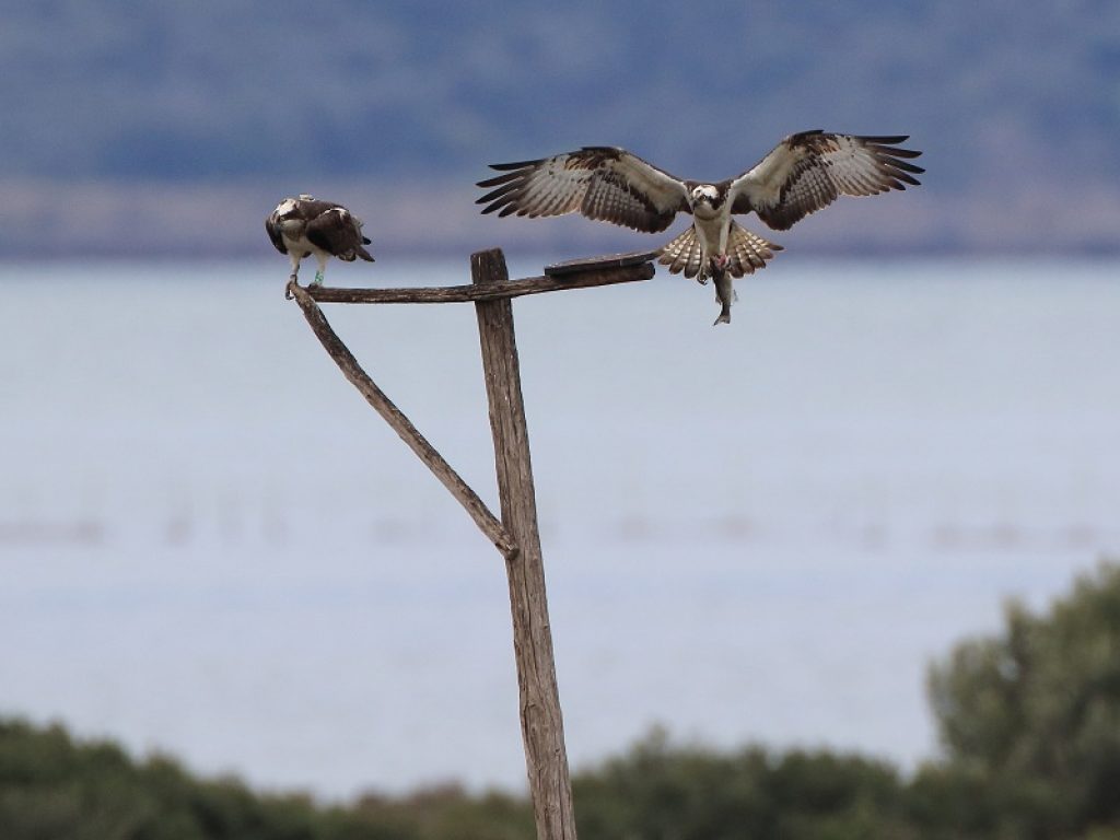 Nuovi nidi d'amore per il Falco pescatore nelle Oasi