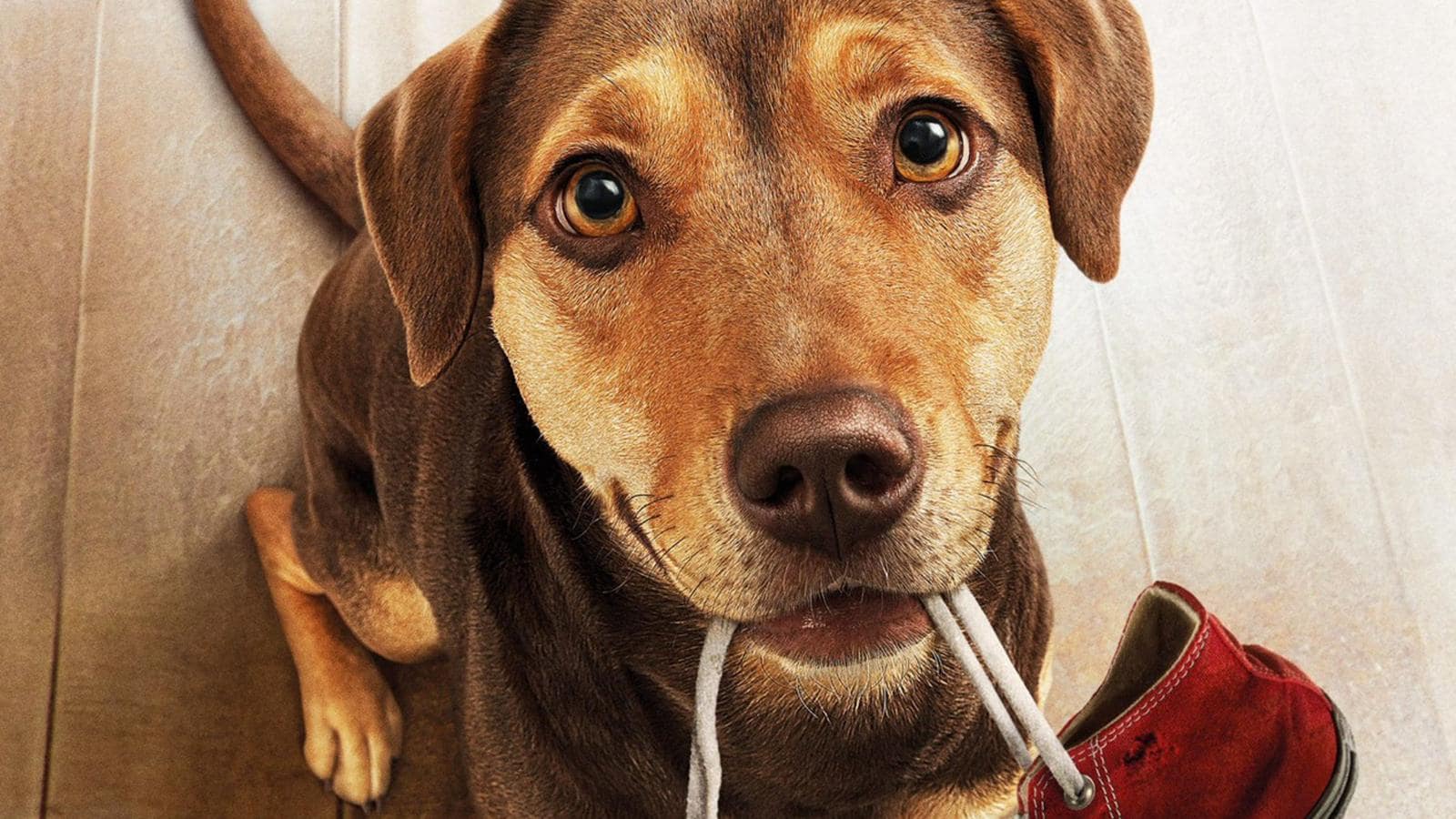 Un viaggio a quattro zampe