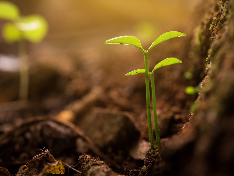 terre colte siti orfani agricoltura simbiotica