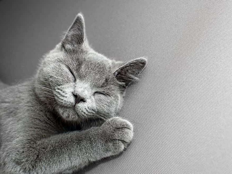 giornata del gatto allergia al pelo