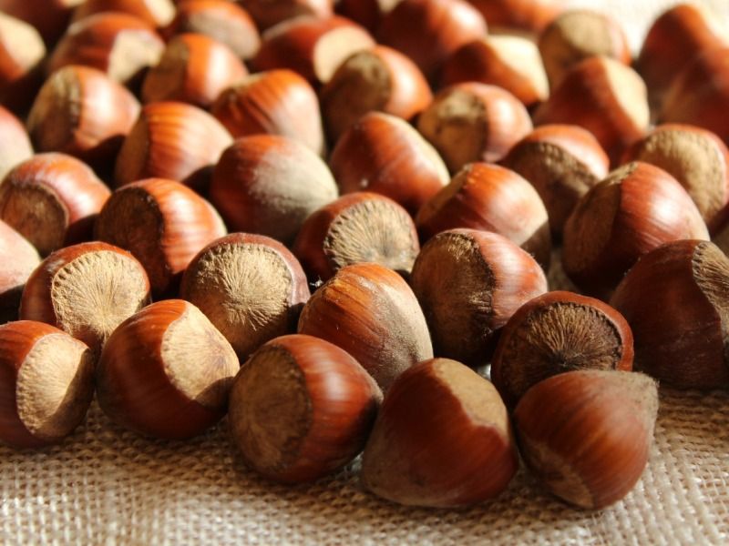 filiera della nocciola