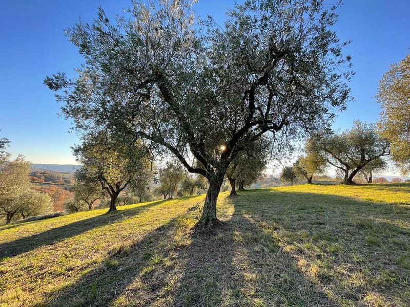 nell'Associazione Strada dell’Olio e.v.o. Dop Umbria
