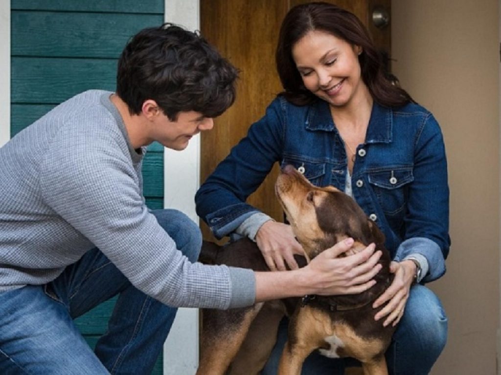 Un viaggio a quattro zampe