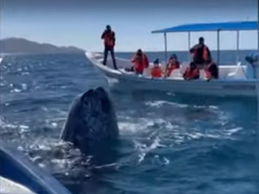 video balena grigia