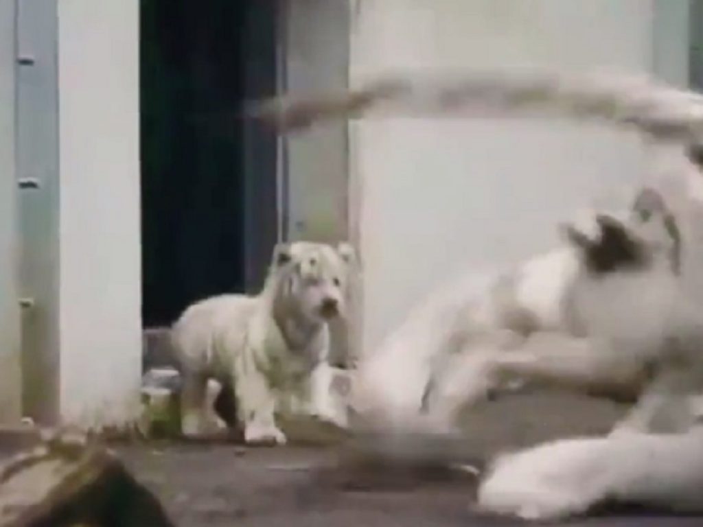 cucciolo di tigre bianca