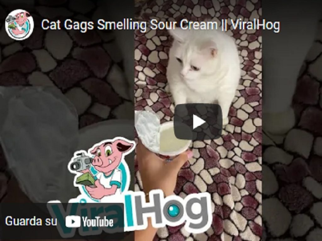 video gatto panna acida