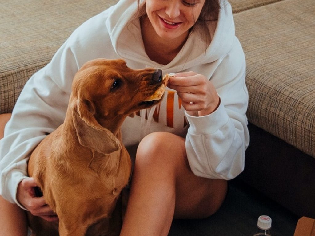 cani cibo per animali giornata mondiale del cane