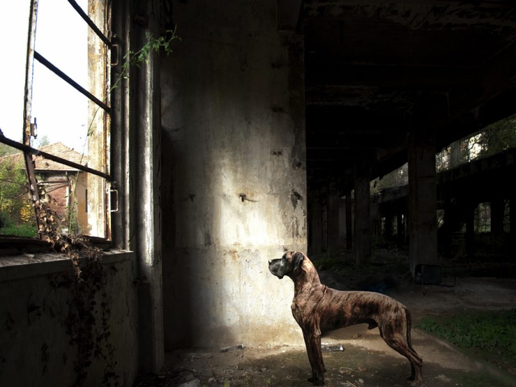 "Four stories: The Human Voice"