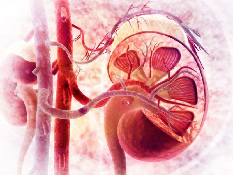Malattia renale cronica denervazione renale