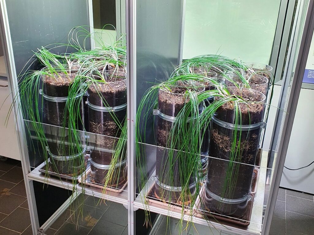 coltivare verdure in casa