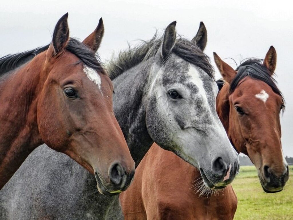 cavalli aliquota iva