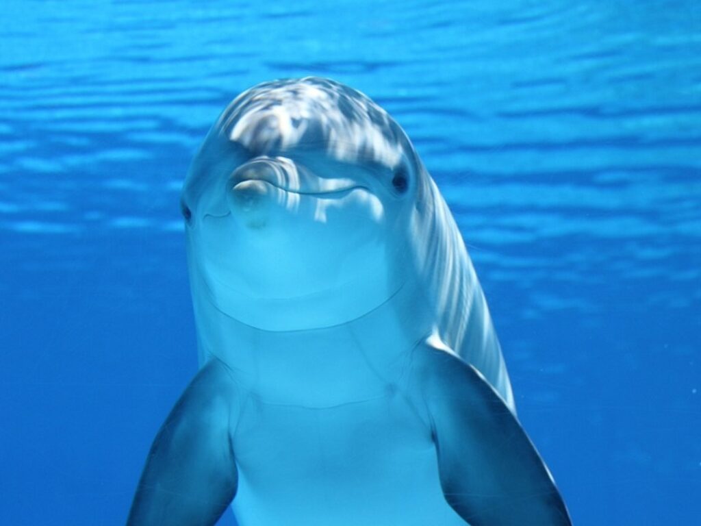 delfini russia sebastopoli