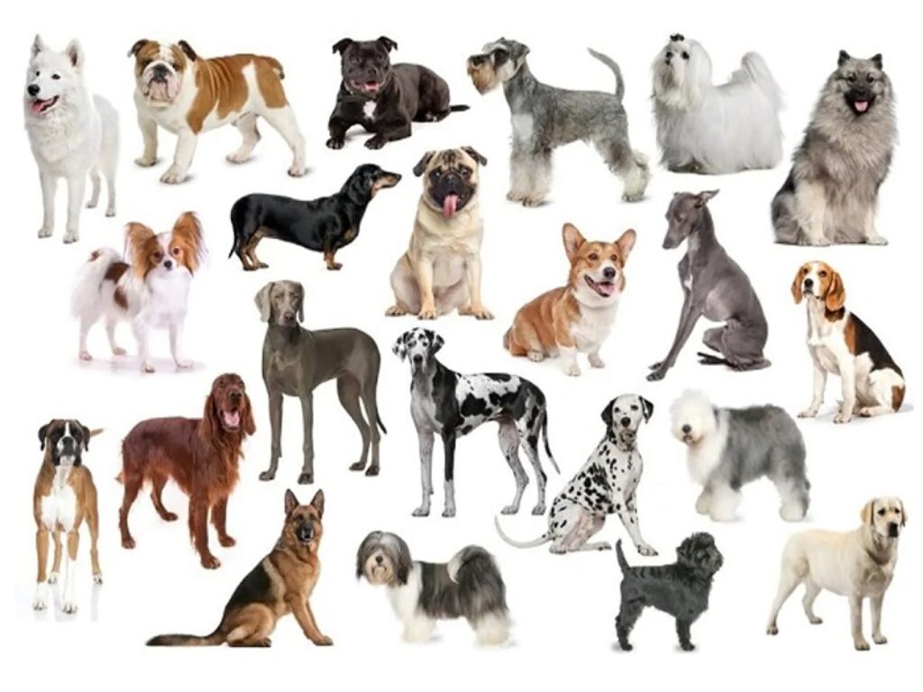 la vita segreta dei cani