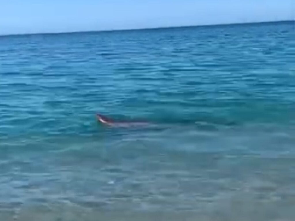 video squalo badolato