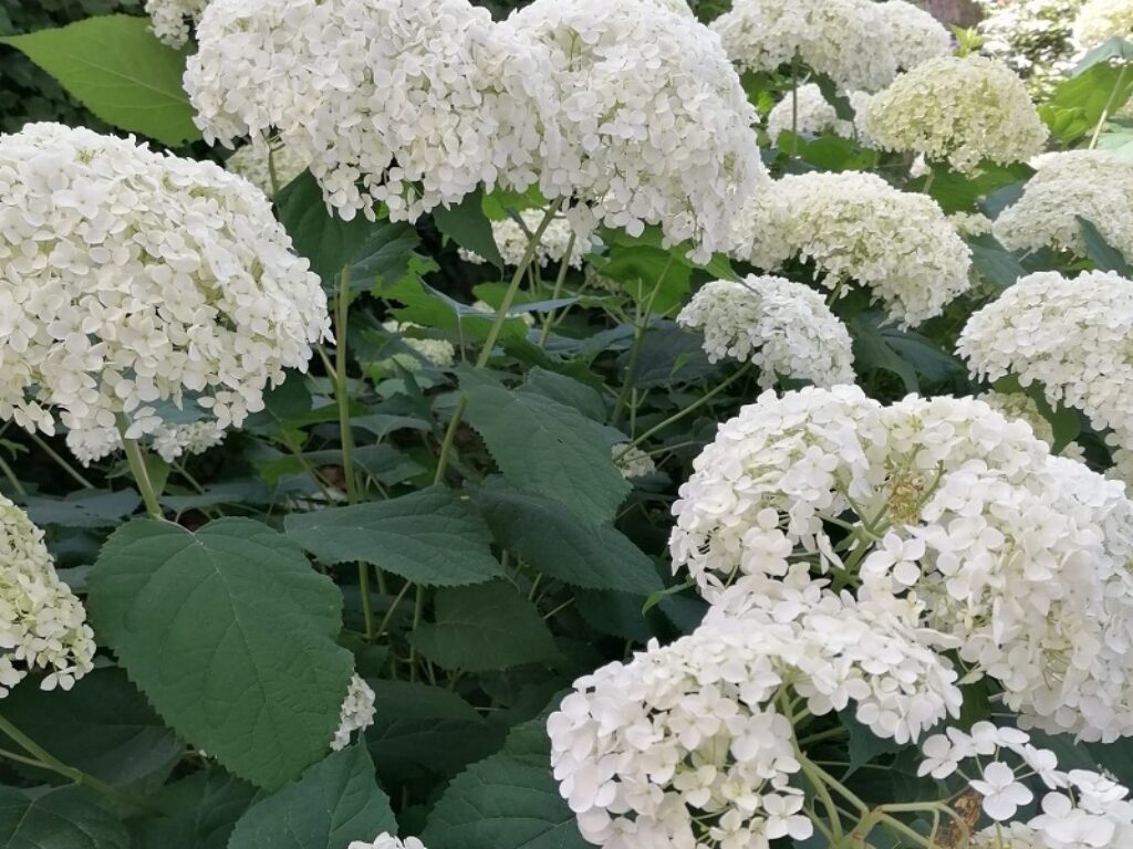 Festa delle Ortensie