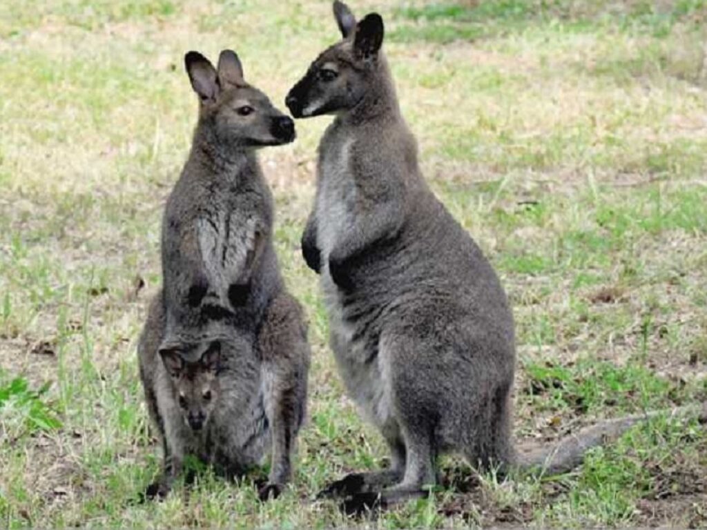 canguro di bennett