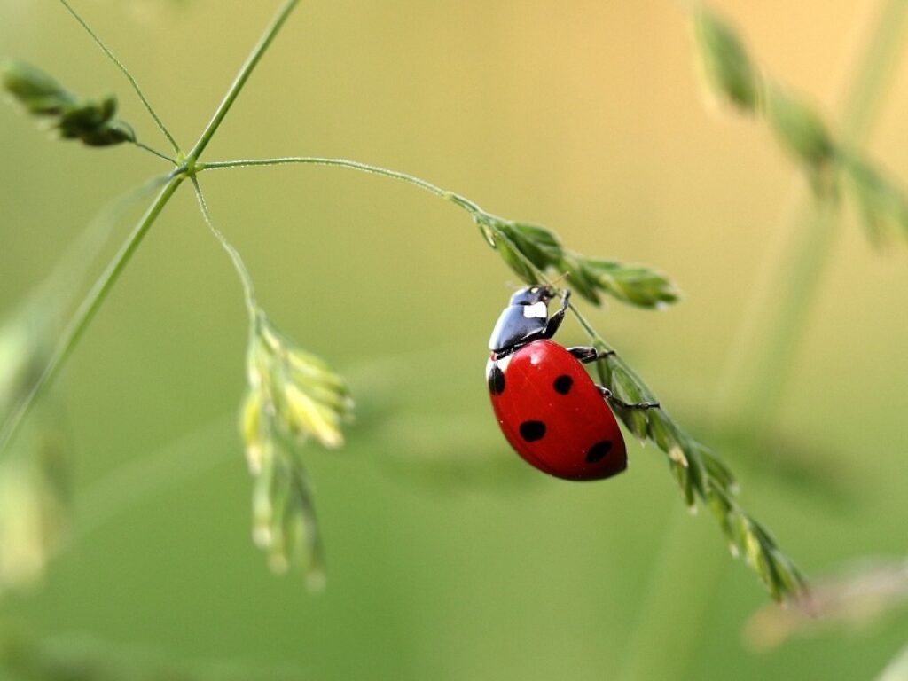 coccinelle